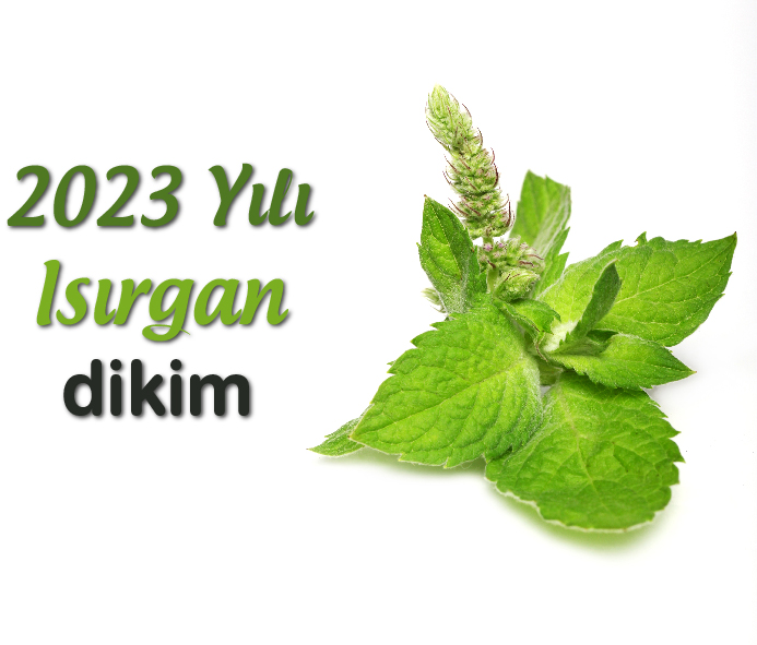 2023 Dönemi Isırgan fide dikimi yapıldı.