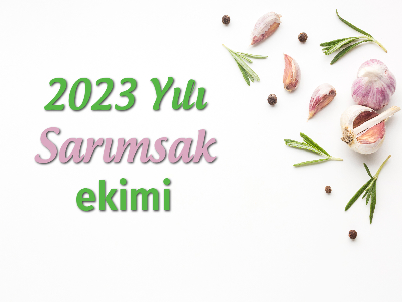 2023 Dönemi Sarımsak ekimi