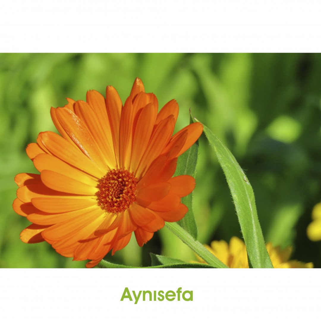 Aynısefa Fidesi dikim